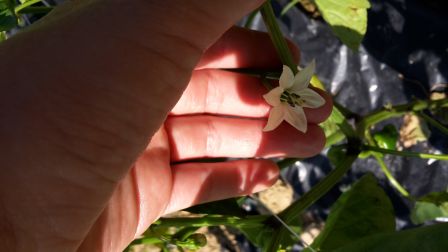 fleur de piment d'espelette