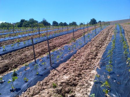 les piments d'espelette sous le soleil