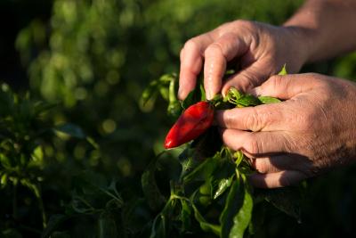 L'histoire du piment d'Espelette