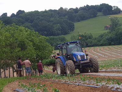 La plantation des plants de piment  sonne  la ferme Elharra