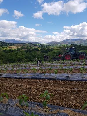 Plantation du piment d'Espelette 2019