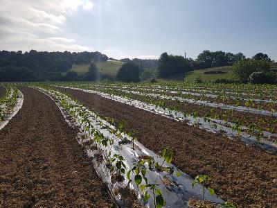 Les plants de piments voluent...